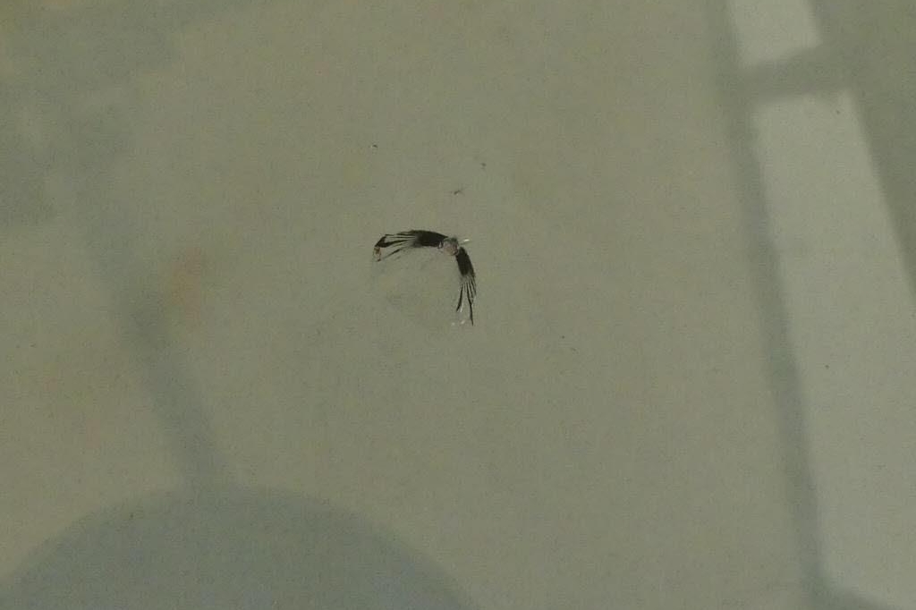 SEAT Leon 2017 photo 10