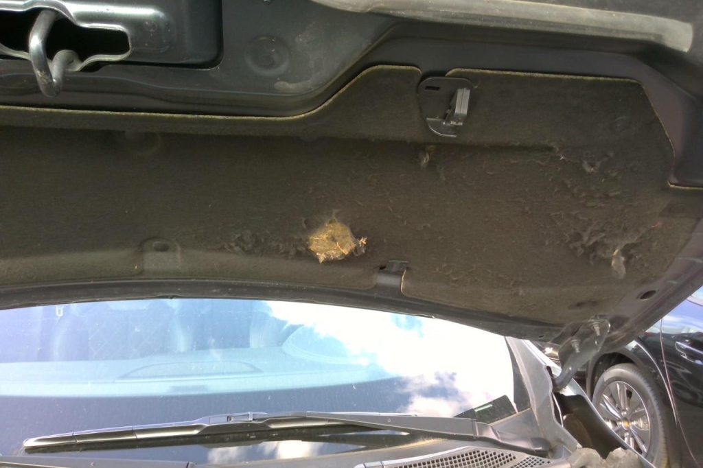 Renault Kadjar 2019 photo 8