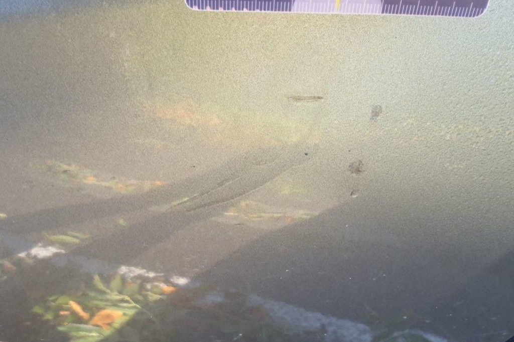 Nissan Qashqai 2017 фото 19